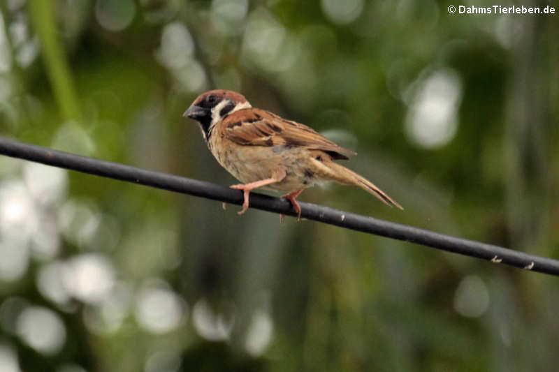 Passer montanus malaccensis