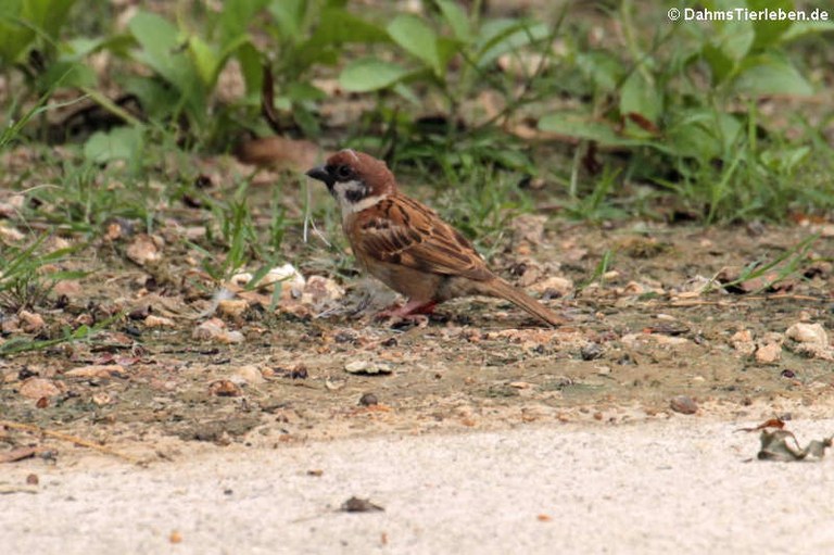 Passer montanus malaccensis