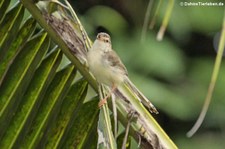 Schlichtprinie (Prinia inornata) aus Thailand