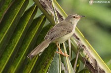 Schlichtprinie (Prinia inornata) aus Thailand