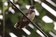 Malaienfächerschwanz (Rhipidura javanica) in Thailand