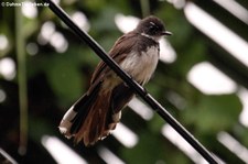 Malaienfächerschwanz (Rhipidura javanica) in Thailand