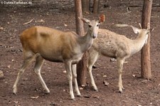 weibliche Sambar (Rusa unicolor cambojensis) in Kanchanaburi, Thailand