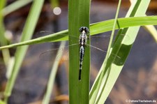 Acisoma panorpoides im Khao Sam Roi Yot National Park, Thailand