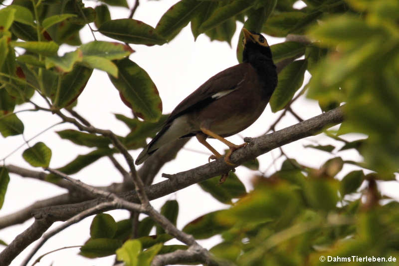 Hirtenmaina (Acridotheres tristis tristis