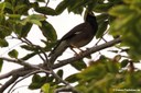 Acridotheres tristis tristis