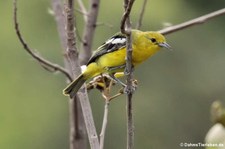 Schwarzflügel-Iora (Aegithina tiphia) im Khao Sam Roi Yot National Park, Thailand