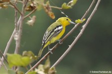 Schwarzflügel-Iora (Aegithina tiphia) im Khao Sam Roi Yot National Park, Thailand