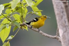 Schwarzflügel-Iora (Aegithina tiphia) im Khao Sam Roi Yot National Park, Thailand