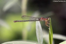 Agriocnemis minima im Khao Sam Roi Yot National Park, Thailand