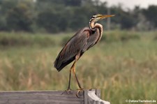 Purpurreiher (Ardea purpurea) im Khao Sam Roi Yot National Park, Thailand