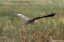 Purpurreiher (Ardea purpurea) im Khao Sam Roi Yot National Park, Thailand