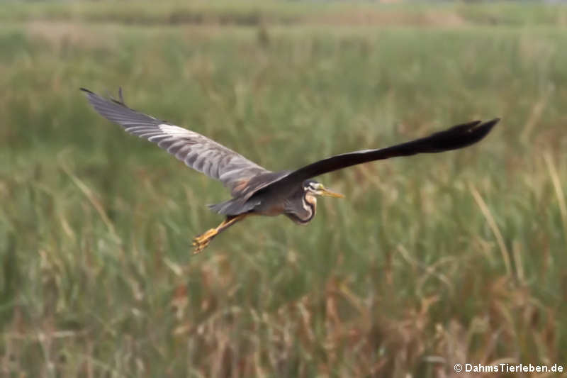 Ardea purpurea