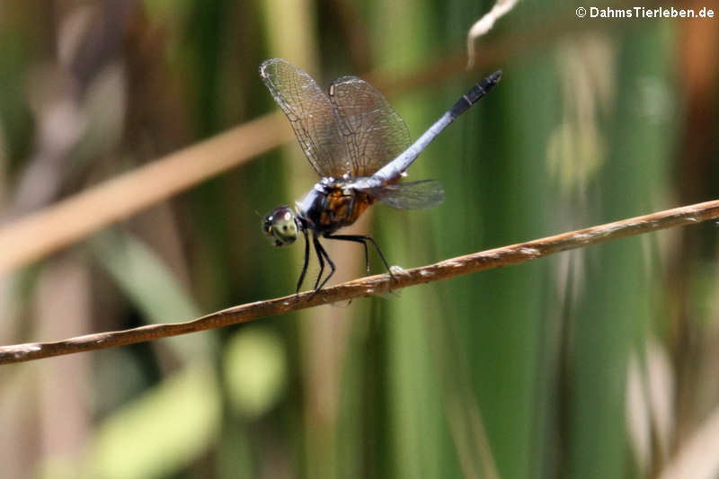 Brachydiplax chalybea