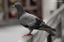 Felsentaube (Columba livia livia) im Khao Sam Roi Yot National Park, Thailand