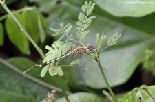 Diplacodes trivialis im Khao Sam Roi Yot National Park, Thailand