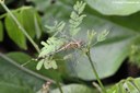 Diplacodes trivialis