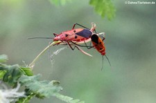 Feuerwanzen (Dysdercus cingulatus) im Khao Sam Roi Yot National Park, Thailand