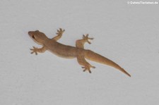 Thailändischer Hausgecko (Hemidactylus platyuru) im Kui Buri National Park, Thailand