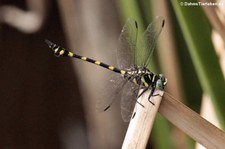 Ictinogomphus decoratus melaenops im Khao Sam Roi Yot National Park, Thailand