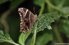 Lethe europa im Khao Sam Roi Yot National Park, Thailand