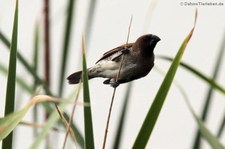 Muskatamadine (Lonchura punctulata) im Khao Sam Roi Yot National Park, Thailand