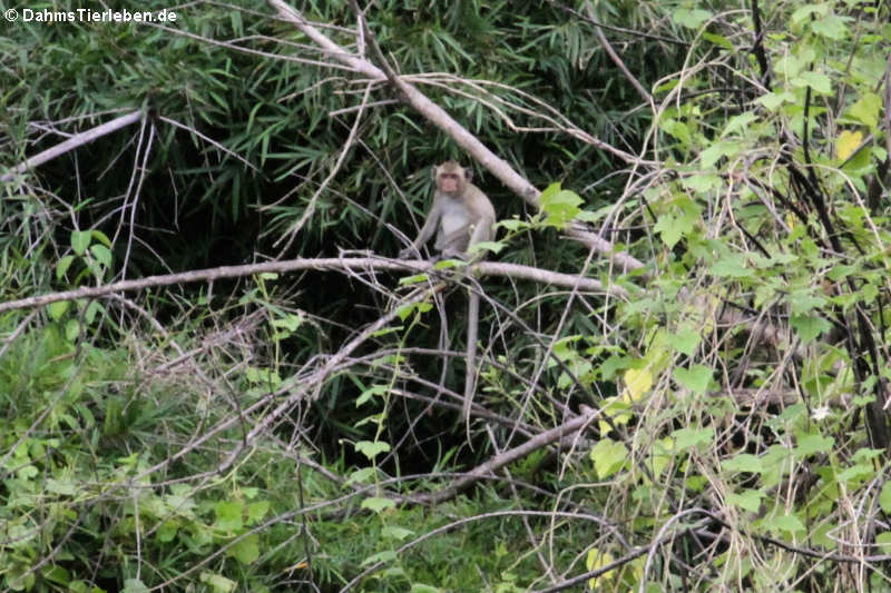 Macaca fascicularis