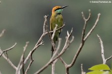 Smaragdspint (Merops orientalis ferrugeiceps) im Khao Sam Roi Yot National Park, Thailand