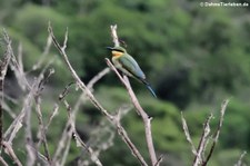 Blauschwanzspint (Merops philippinus) im Khao Sam Roi Yot National Park, Thailand