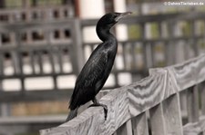 Kleiner Kormoran (Microcarbo niger) im Khao Sam Roi Yot National Park, Thailand