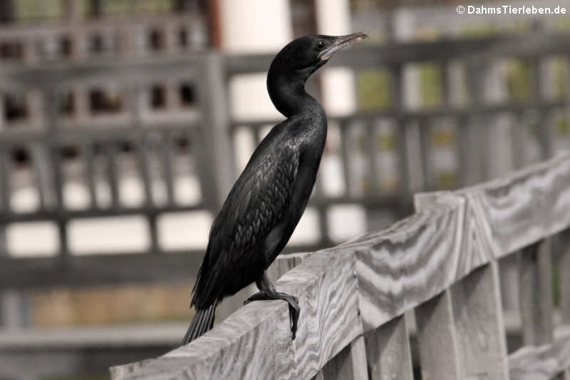 Kleiner Kormoran (Microcarbo niger)