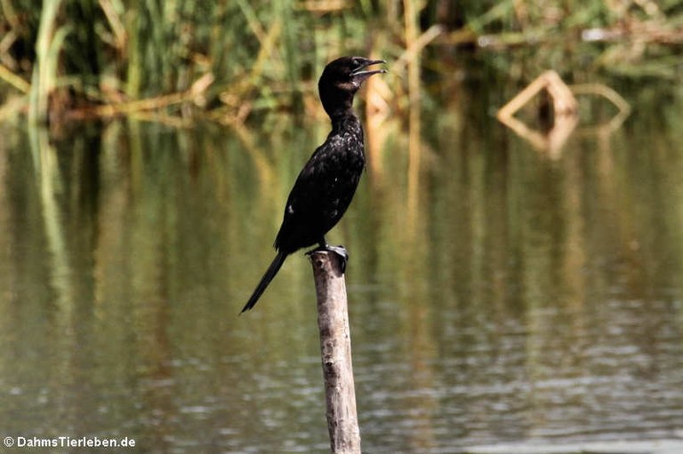 Microcarbo niger