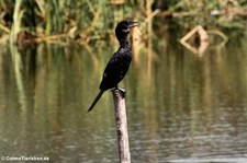 Kleiner Kormoran (Microcarbo niger) im Khao Sam Roi Yot National Park, Thailand