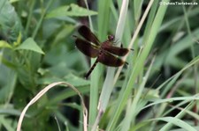 Neurothemis fluctuans im Khao Sam Roi Yot National Park, Thailand