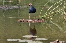 Graukopf Purpurhuhn (Porphyrio poliocephalus poliocephalus) im Khao Sam Roi Yot National Park, Thailand