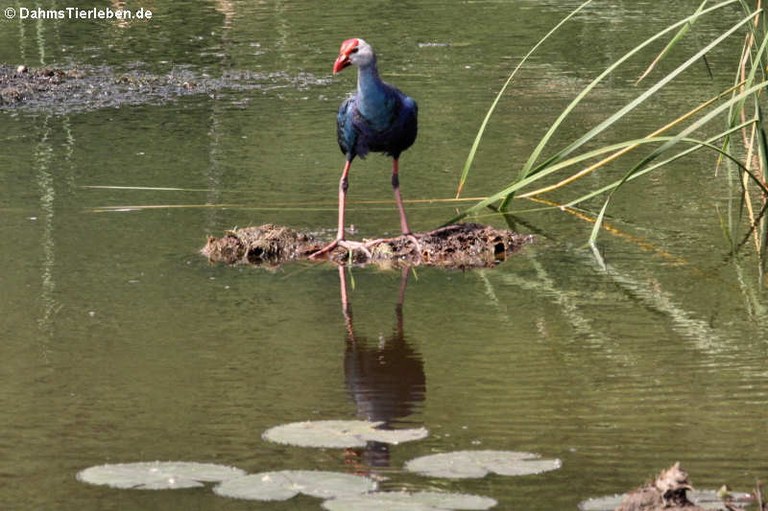 Porphyrio poliocephalus poliocephalus: