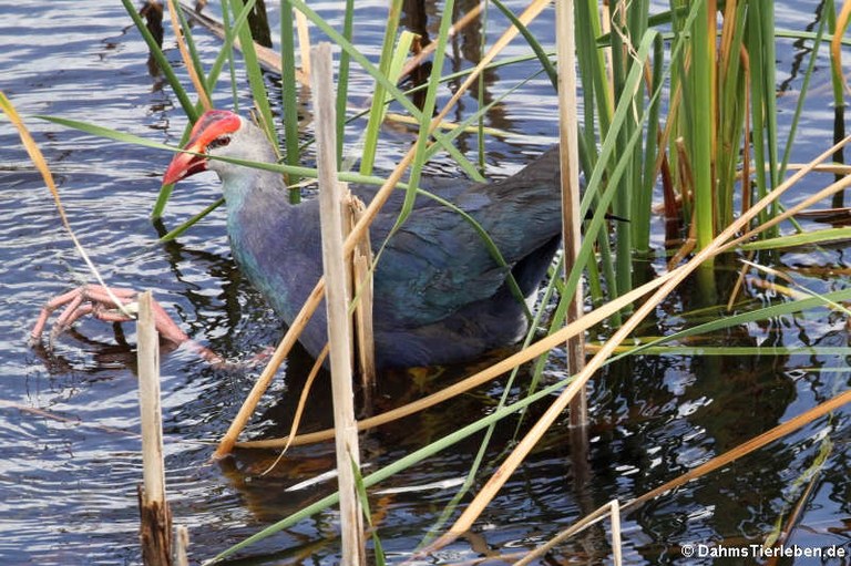 Porphyrio poliocephalus poliocephalus