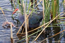 Graukopf Purpurhuhn (Porphyrio poliocephalus poliocephalus) im Khao Sam Roi Yot National Park, Thailand