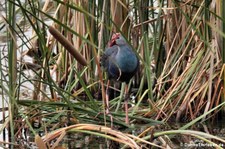 Graukopf Purpurhuhn (Porphyrio poliocephalus poliocephalus) im Khao Sam Roi Yot National Park, Thailand