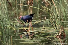 Graukopf Purpurhuhn (Porphyrio poliocephalus poliocephalus) im Khao Sam Roi Yot National Park, Thailand