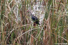 Graukopf Purpurhuhn (Porphyrio poliocephalus poliocephalus) im Khao Sam Roi Yot National Park, Thailand