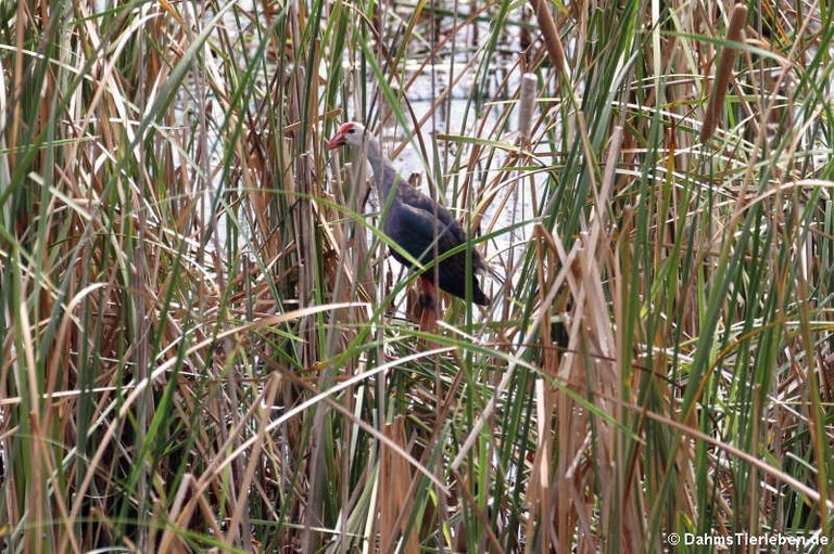 Porphyrio poliocephalus poliocephalus