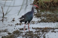 Graukopf Purpurhuhn (Porphyrio poliocephalus poliocephalus) im Khao Sam Roi Yot National Park, Thailand