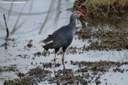 Porphyrio poliocephalus poliocephalus