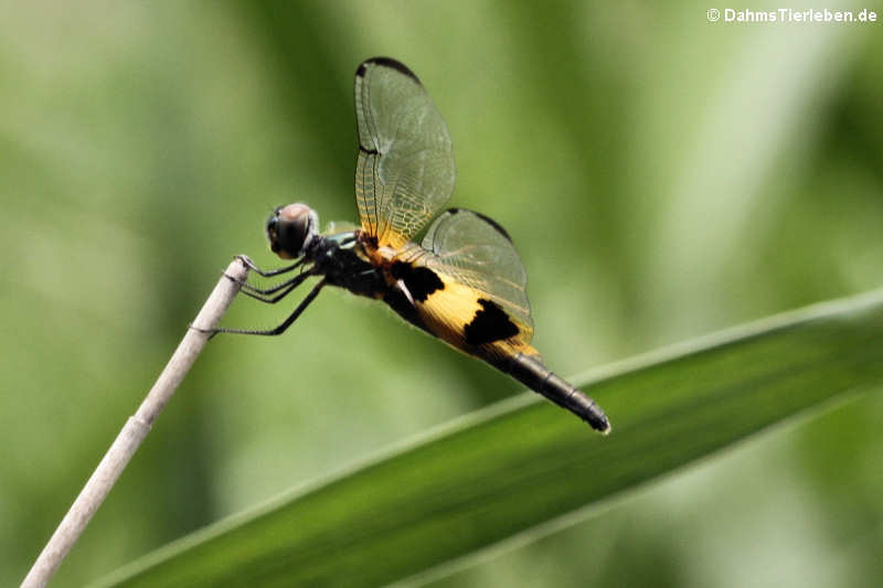 Rhyothemis phyllis