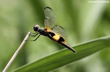 Rhyothemis phyllis im Khao Sam Roi Yot National Park, Thailand