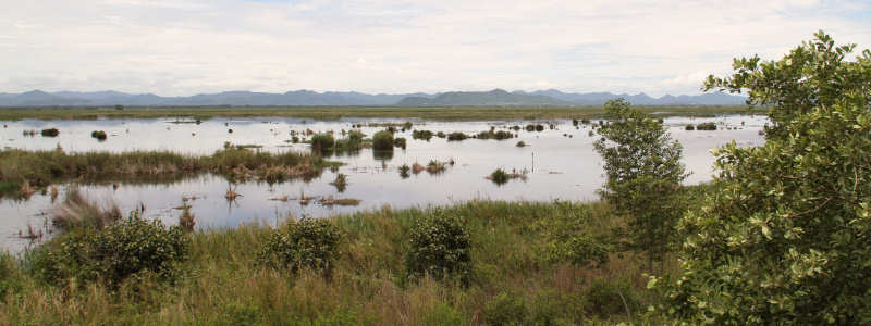 Süßwasser-Marschlandschaft