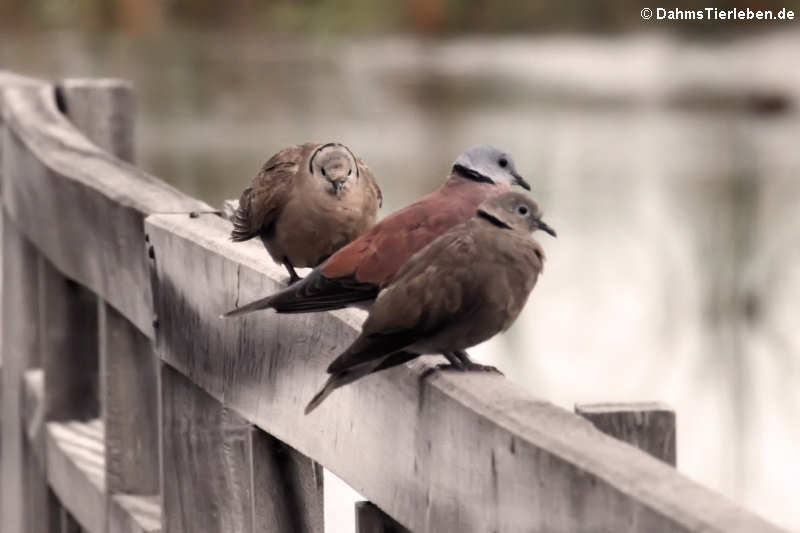 Streptopelia tranquebarica-2