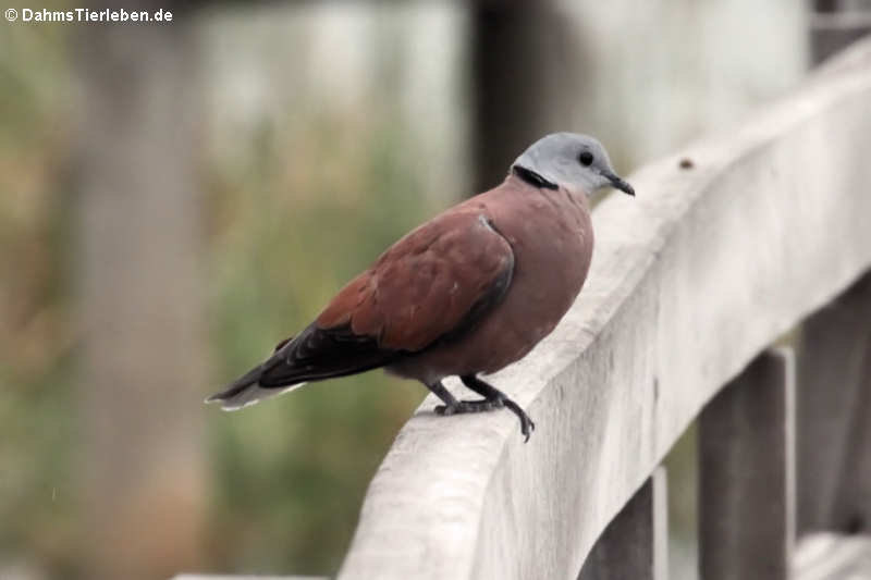 Weinrote Halsringtaube (Streptopelia tranquebarica)