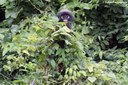 Trachypithecus obscurus